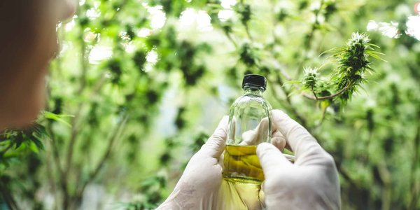 Découvrez les bienfaits de l'huile issue des chanvres pressée à froid !