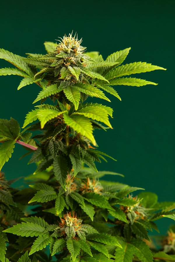 Comment sélectionner les meilleures fleurs de cbd ?